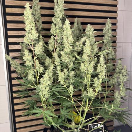 Skywalker OG Auto Indoor