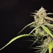 Sour Jealousy Auto