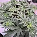 Skywalker OG Auto Indoor