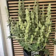 Skywalker OG Auto Indoor