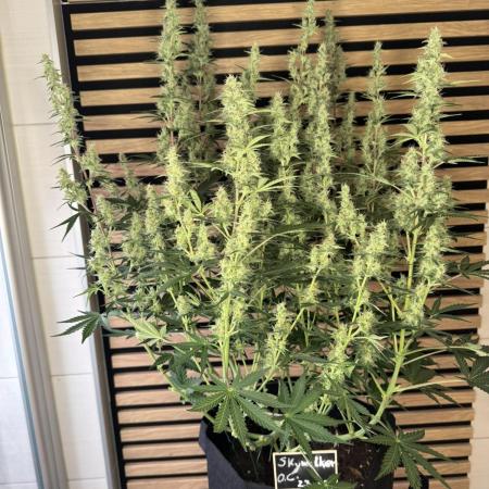 Skywalker OG Auto Indoor