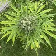Green Crack F1 Auto