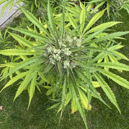 Green Crack F1 Auto