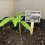 Skywalker OG Auto Indoor