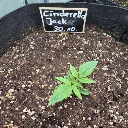 Cinderella Jack (Auto)