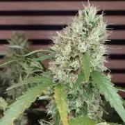 Lemon Cherry Gelato Automatic