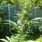 Pink Rozay Auto