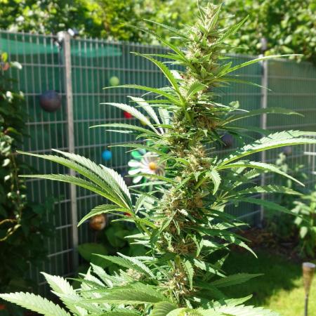 Pink Rozay Auto