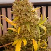 Lemon Cherry Gelato Automatic