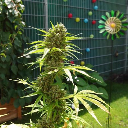 Green Crack F1 Auto