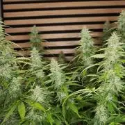Critical Neville Haze Auto