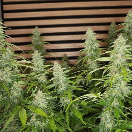 Critical Neville Haze Auto