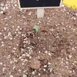 Sour Jealousy Auto