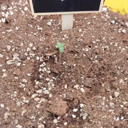 Sour Jealousy Auto