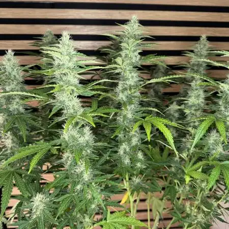 Kush Mints Auto - Super Strains