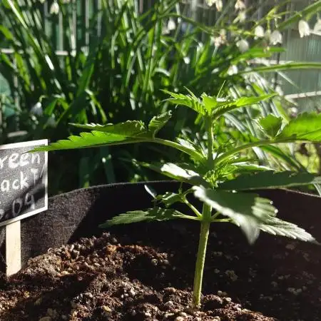 Green Crack F1 Auto