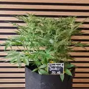 Cinderella Jack (Auto)