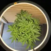 Cinderella Jack (Auto)