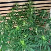 Critical Neville Haze Auto