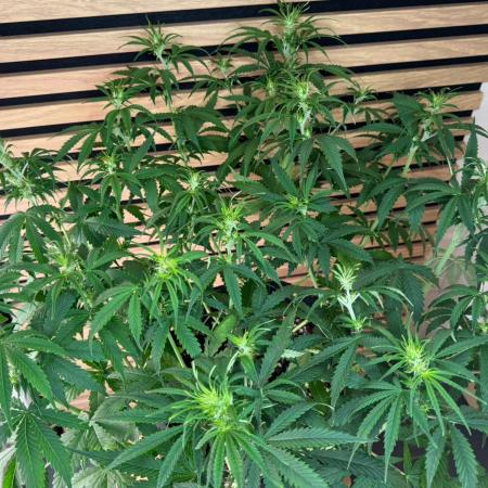 Critical Neville Haze Auto