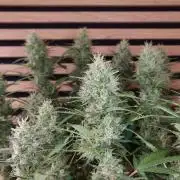 Lemon Cherry Gelato Automatic