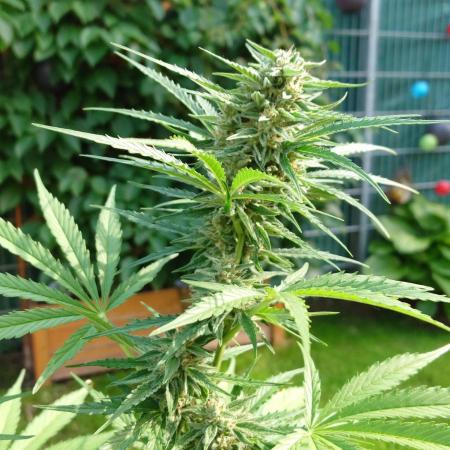 Green Crack F1 Auto