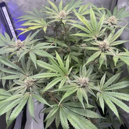 Blurberry HAG