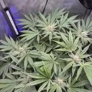 Blurberry HAG