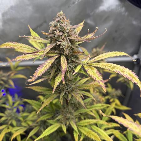 Piglettas purple potion