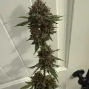 Blurberry HAG