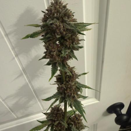 Blurberry HAG