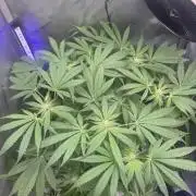 Blurberry HAG