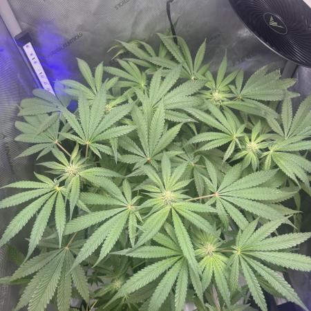 Blurberry HAG