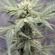 Aunt Ginny’s Elixir