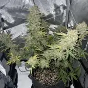 Aunt Ginny’s Elixir