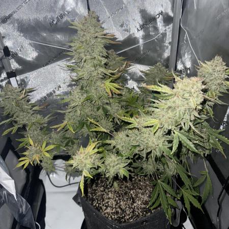 Aunt Ginny’s Elixir