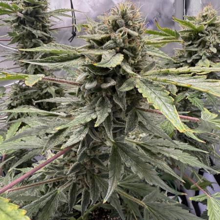 Aunt Ginny’s Elixir