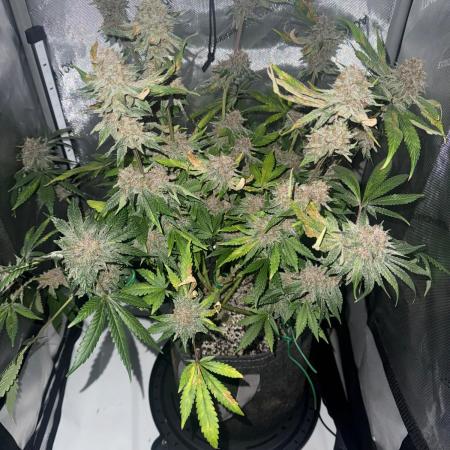 Blurberry HAG