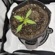 Piglettas purple potion