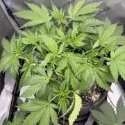 Blurberry HAG