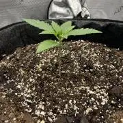 Blurberry HAG