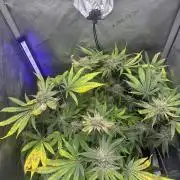 Blurberry HAG