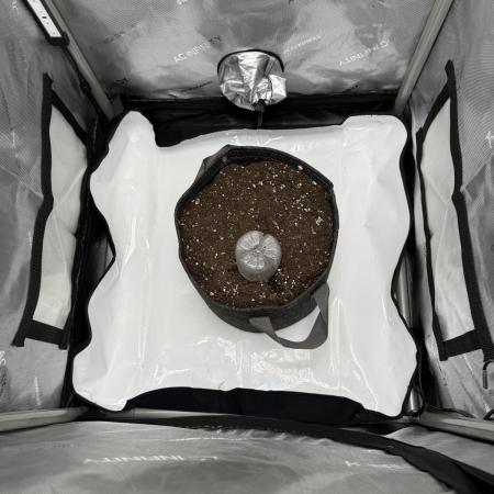 Piglettas purple potion