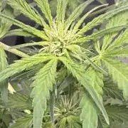 Aunt Ginny’s Elixir