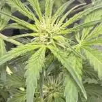 Aunt Ginny’s Elixir