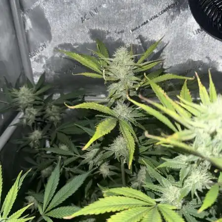 Piglettas purple potion