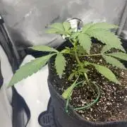 Piglettas purple potion