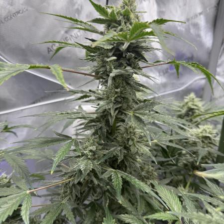 Aunt Ginny’s Elixir