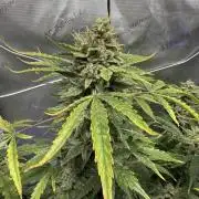 Aunt Ginny’s Elixir