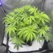 Blurberry HAG